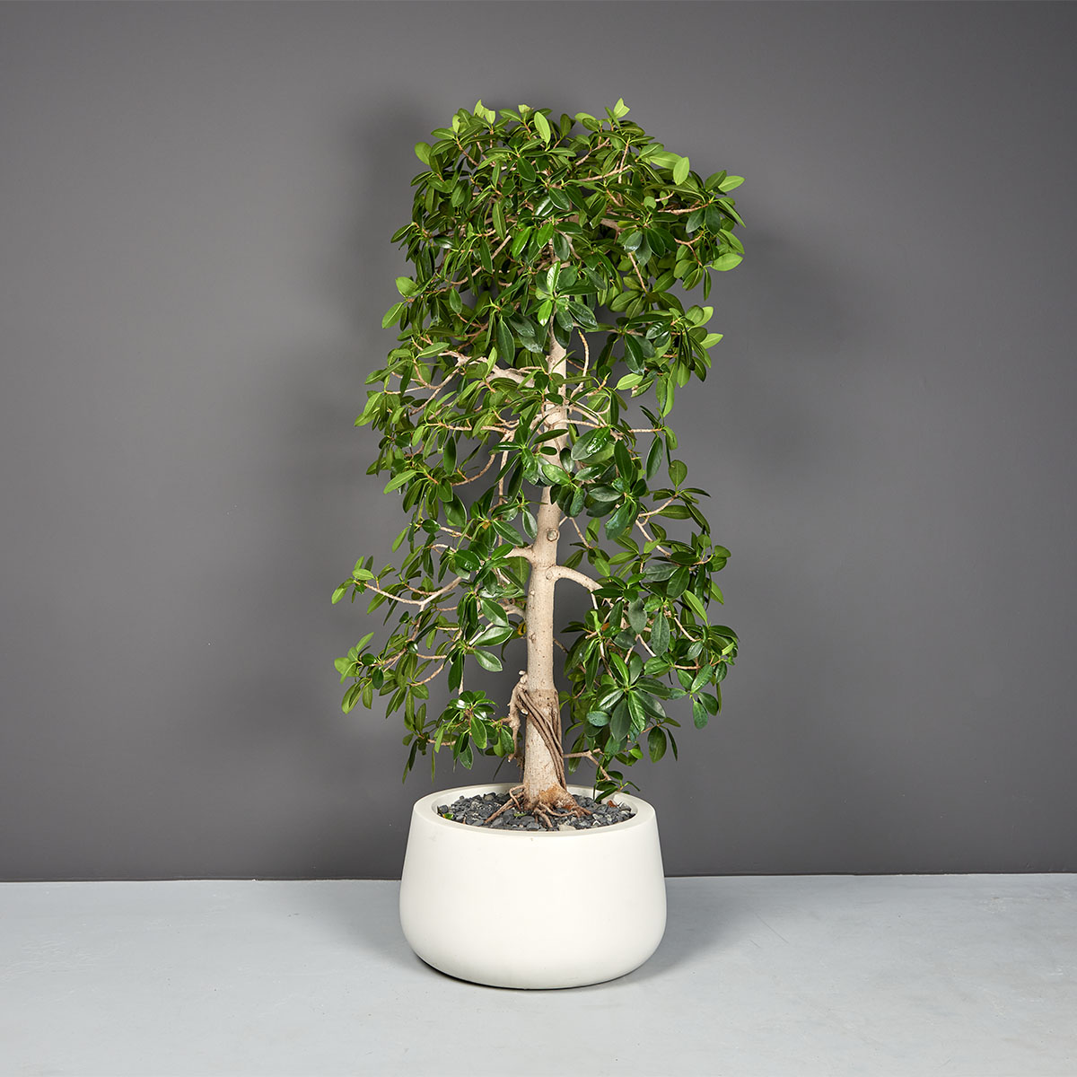 Short Hayden Tapered Round Planter - Ảnh 2