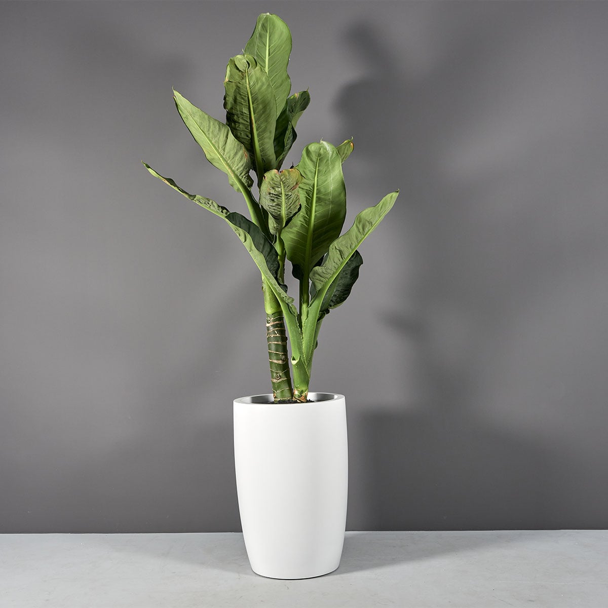 Lisbon Tall Round Tapered Planter - Ảnh 2