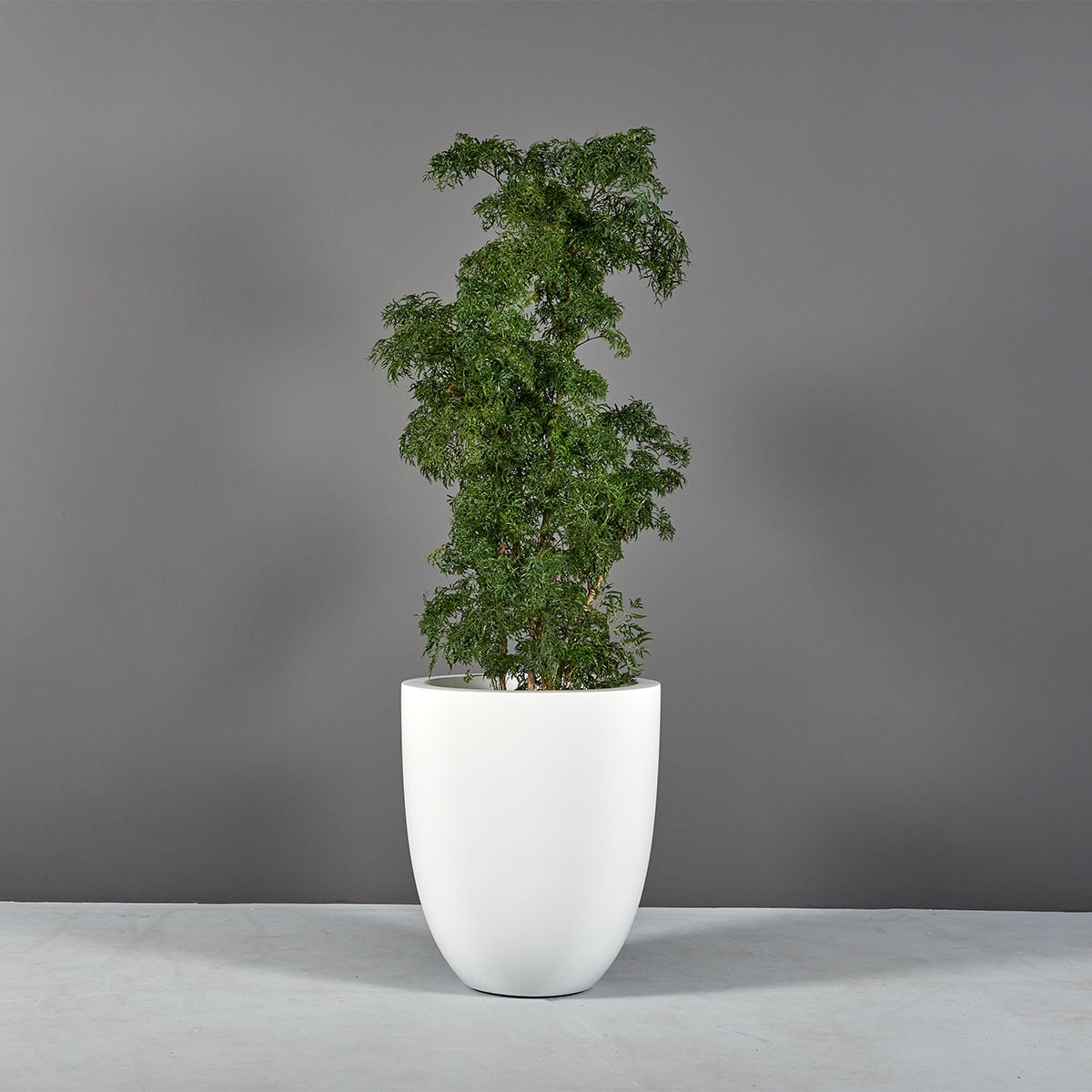 Valencia Tall Round Tapered Planter - Ảnh 2