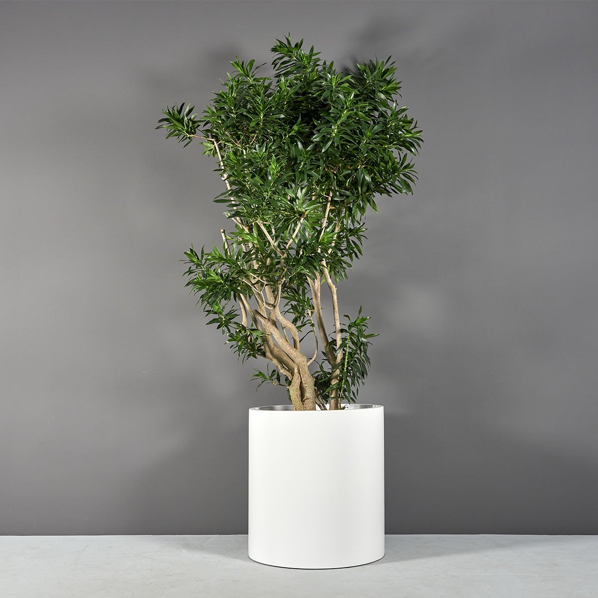 Rio Grande Cylinder Planter - Ảnh 2