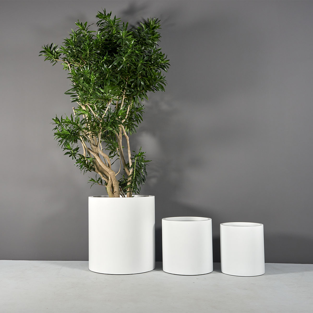 Rio Grande Cylinder Planter - Ảnh 6