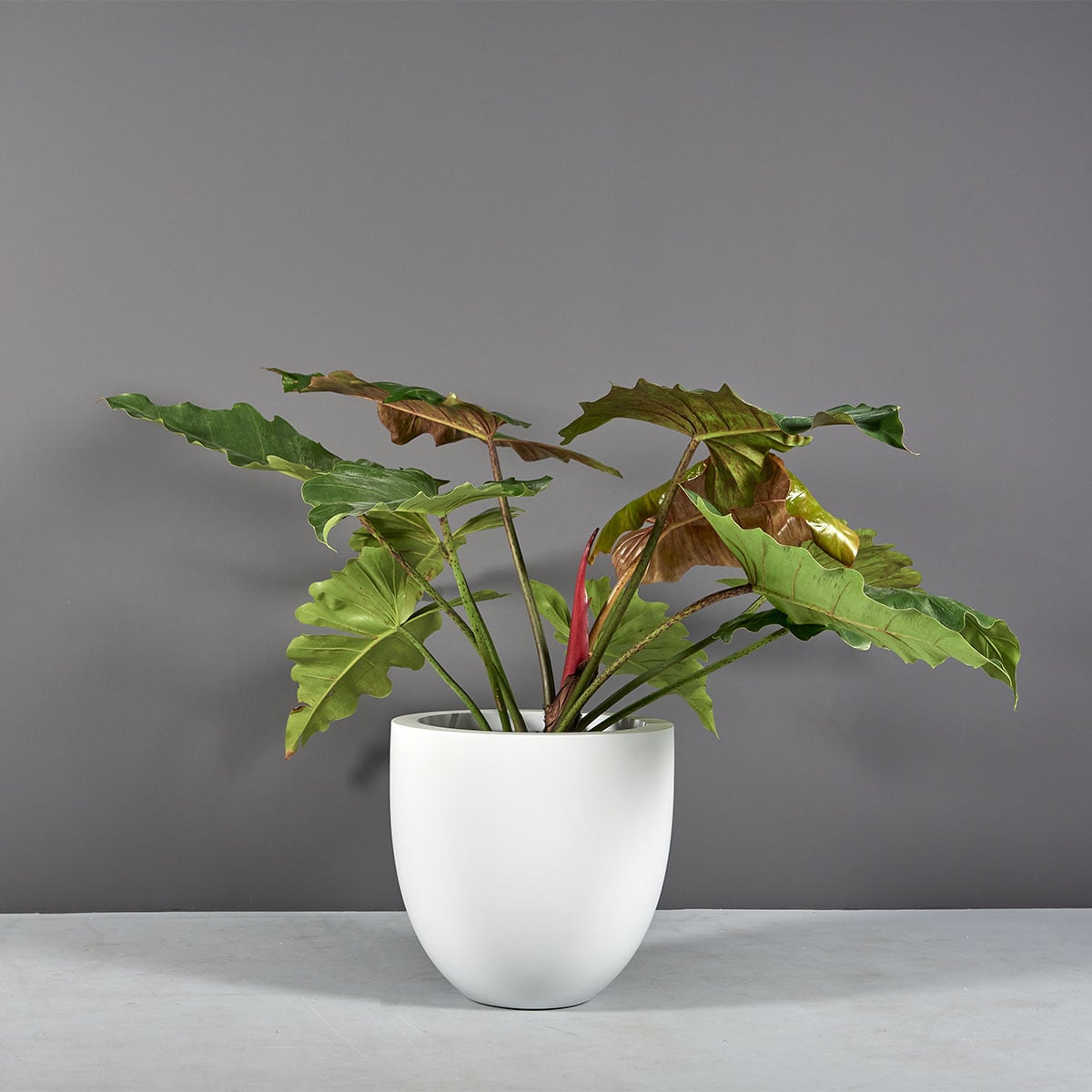 Alzira Bowl Planter - Ảnh 3
