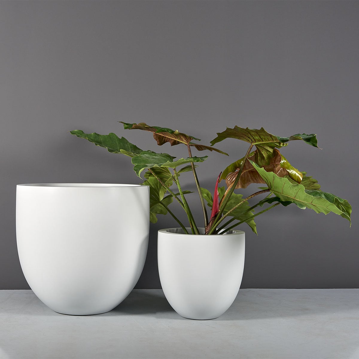 Alzira Bowl Planter - Ảnh 2