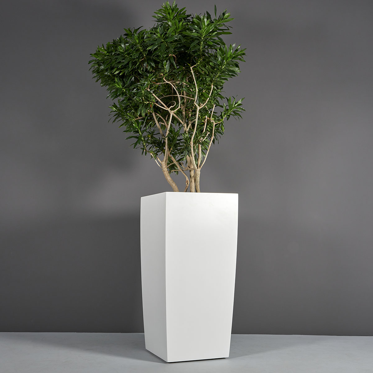 Toulan Modern Tall Tapered Square Planter - Ảnh 2