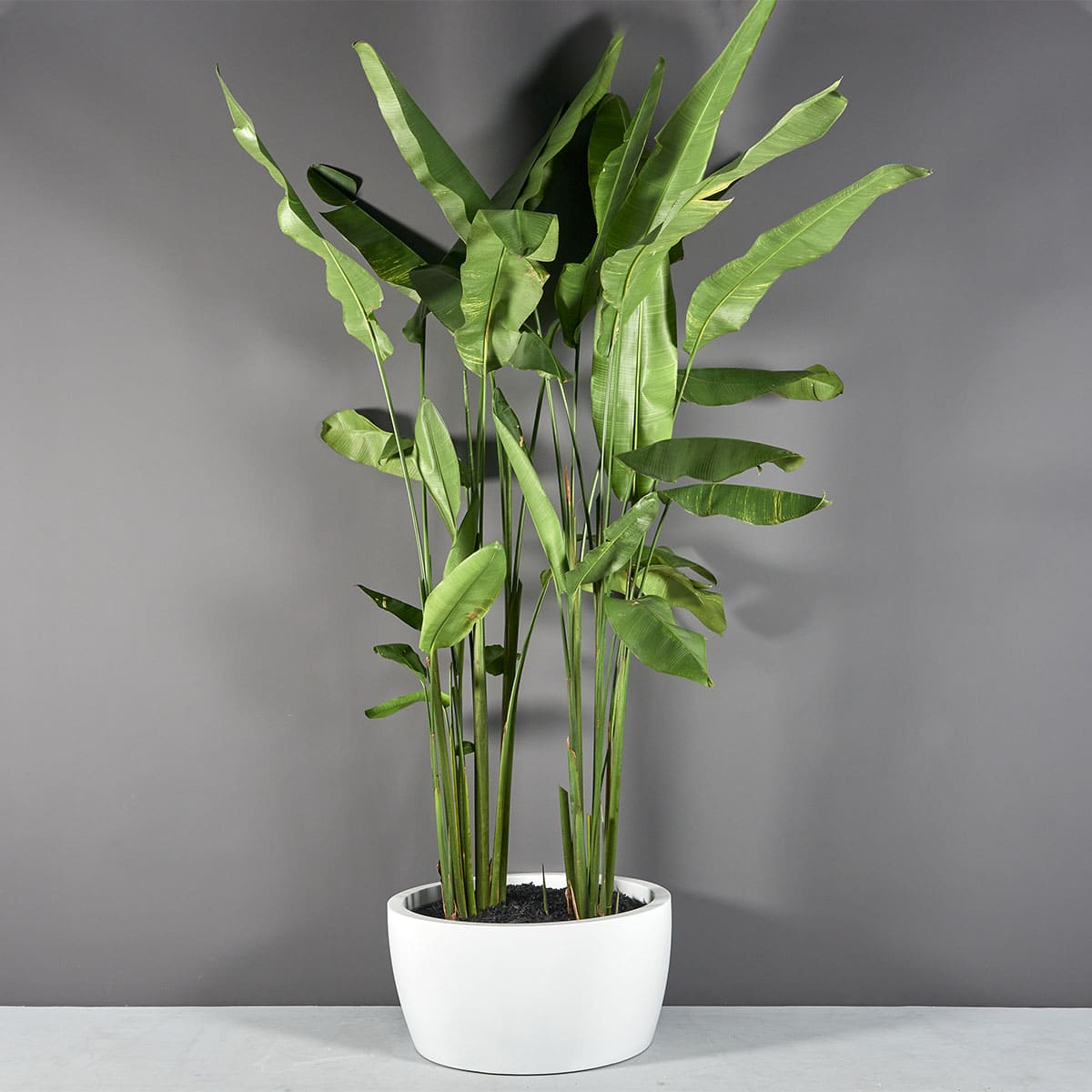 Casablanca Bowl Planter - Ảnh 2