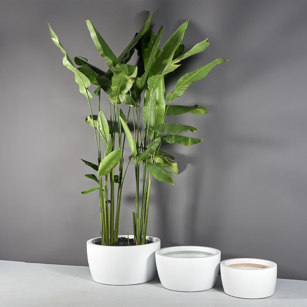Casablanca Bowl Planter - Ảnh 4